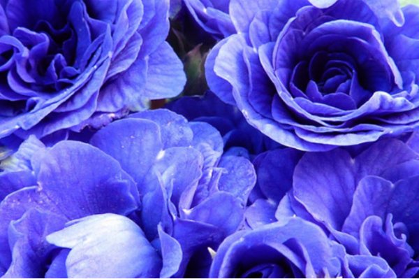 蓝色妖姬代表什么意思？