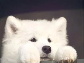 萨摩耶在交警队混吃混喝1个月把交警吃穷了，有这么夸张吗，萨摩耶有多能吃？