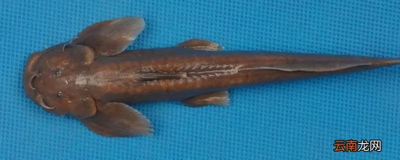 壶瓶山鮡的特点