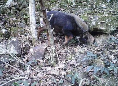 浙江丽水拍到的四不像，为何被称为国家二级重点保护动物？