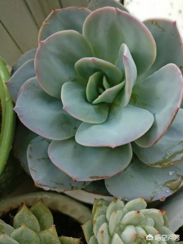 给多肉浇水的秘诀是什么？