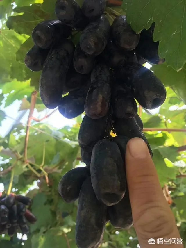 蓝宝石葡萄苗多少钱一棵？