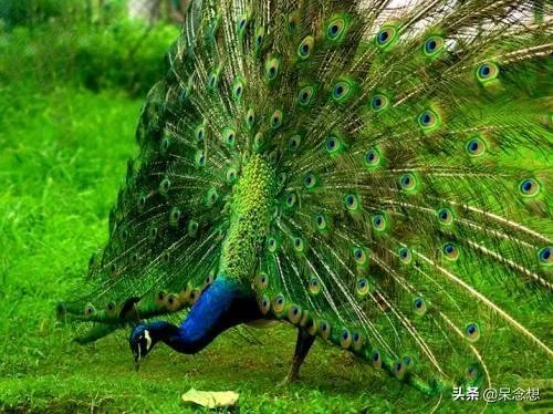 出联（1079）上联：中华腾飞，巾帼英雄创大业，如何对下联？