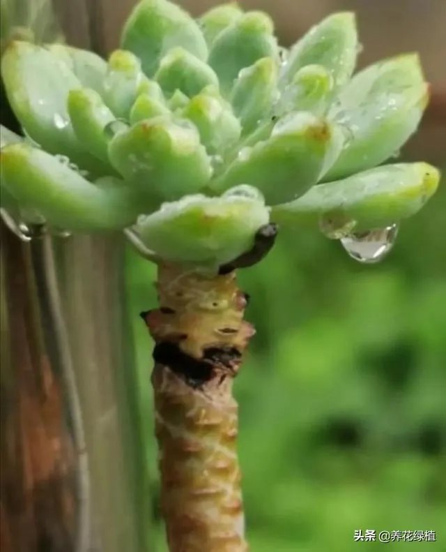 给多肉浇水的秘诀是什么？