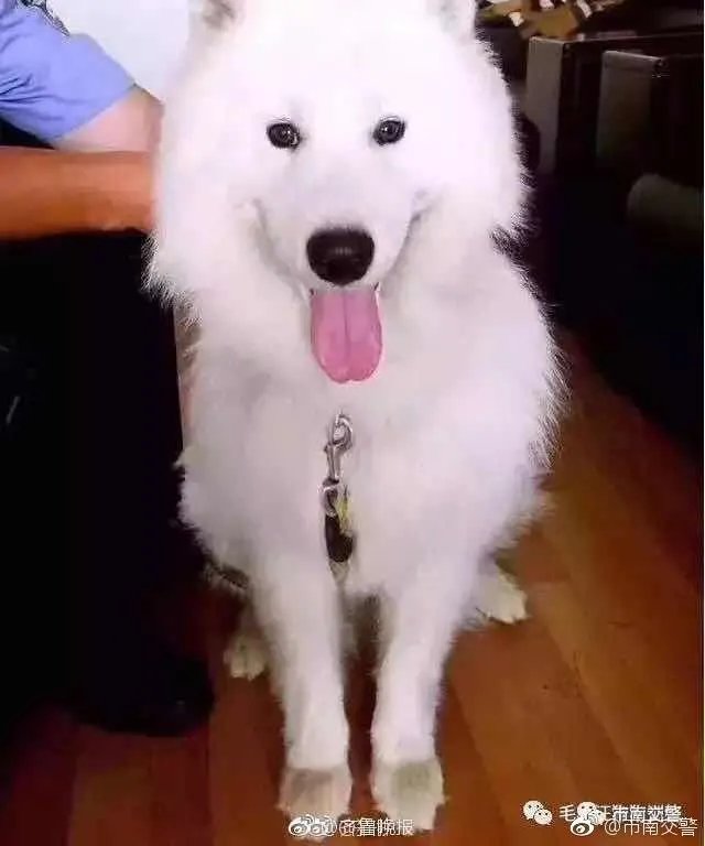 萨摩耶在交警队混吃混喝1个月把交警吃穷了，有这么夸张吗，萨摩耶有多能吃？