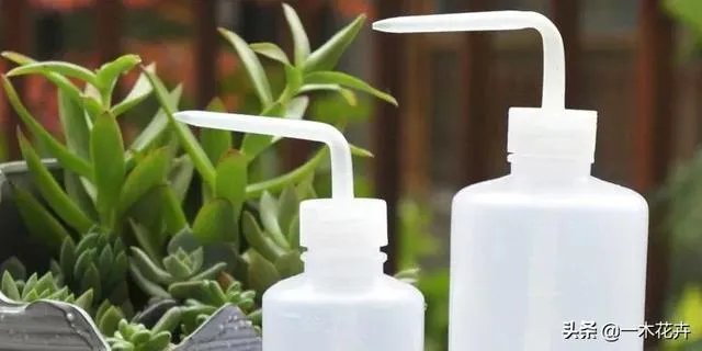 给多肉浇水的秘诀是什么？