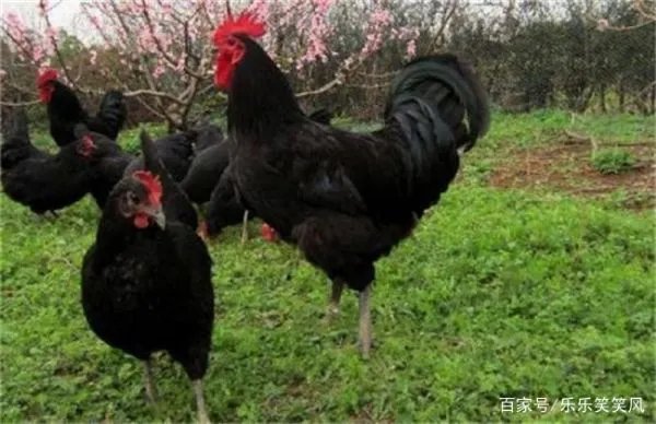 林地养鸡有什么好处吗？