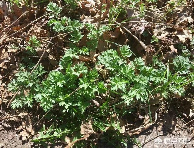 艾草是野生的好还是种植的好?