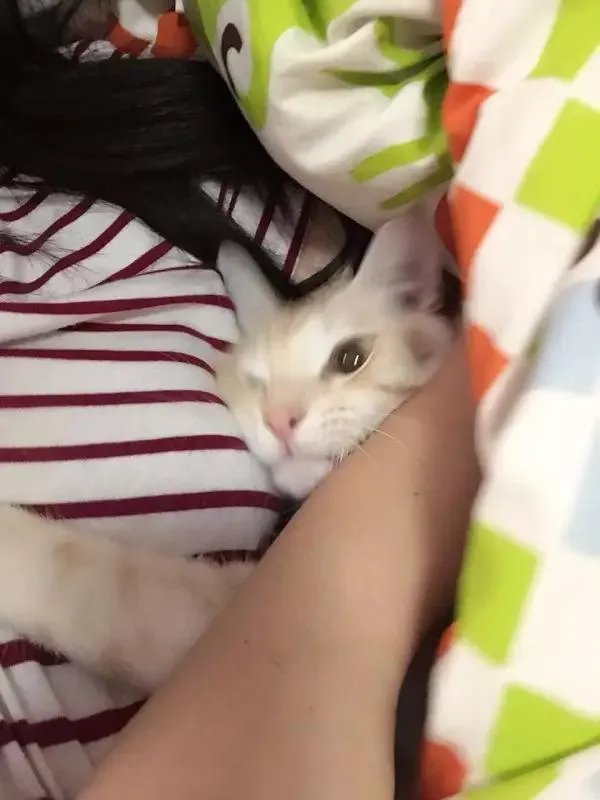 你家的猫做过哪些不可思议的事？