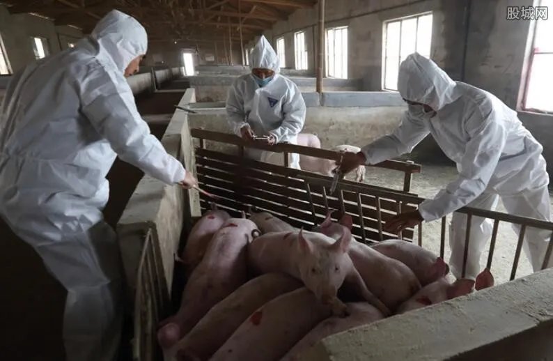 非洲猪瘟不会感染人 现阶段广东还能放心吃猪肉吗？