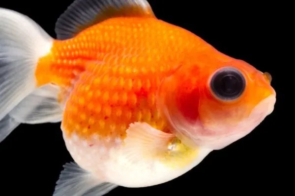 现在金鱼都排成一排看电视了，金鱼好养吗？