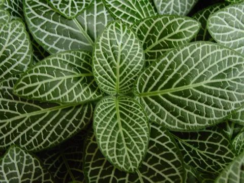 求图片里盆栽植物的名称~~~~