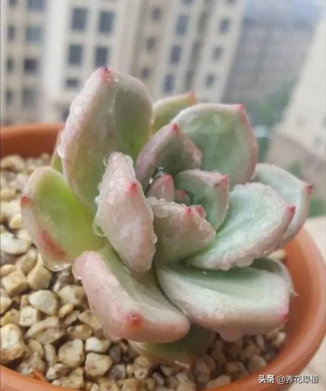 给多肉浇水的秘诀是什么？