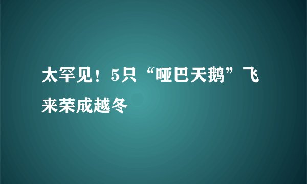 太罕见!5只“哑巴天鹅”飞来荣成越冬