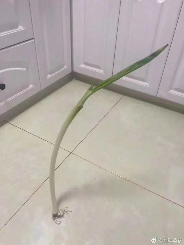 昨天“立扫把”，今天倒立上厕所？沙雕网友的脑洞有多大！