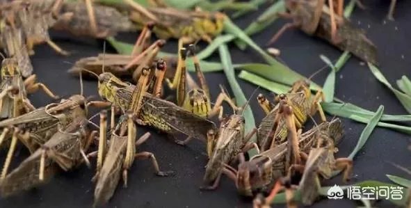 现在看到农村很多大棚饲养蝗虫的，效益咋样？