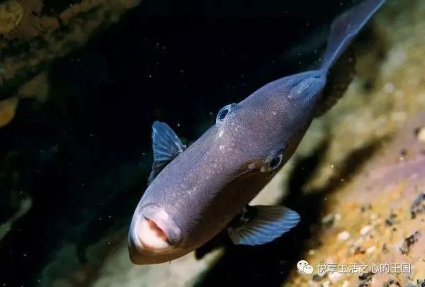 长着人类牙齿和嘴唇的怪鱼，炮弹鱼为何看不到眼睛？