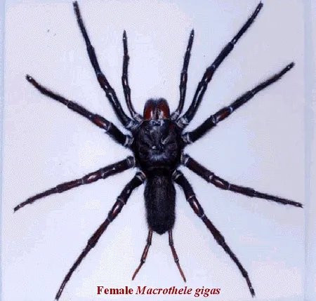 上户蜘蛛的介绍