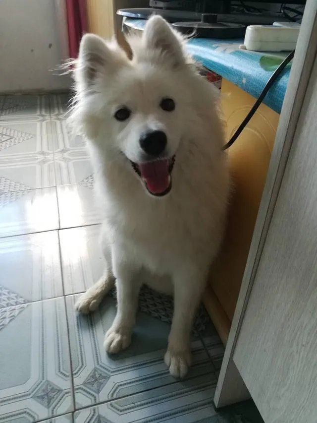 萨摩耶在交警队混吃混喝1个月把交警吃穷了，有这么夸张吗，萨摩耶有多能吃？