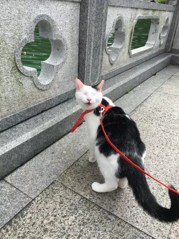 你家的猫做过哪些不可思议的事？