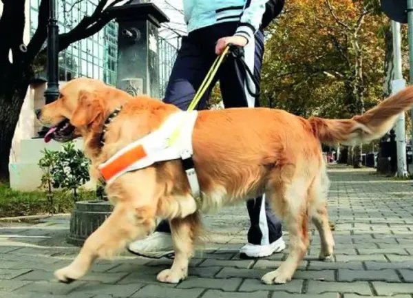 导盲犬可以上公交车吗