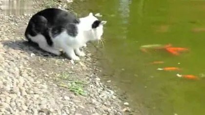 猫卡到鱼刺会自愈吗