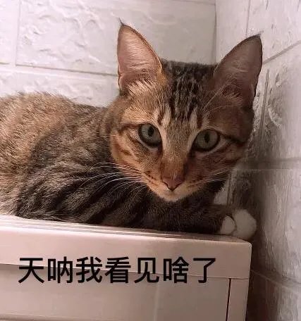 你家的猫做过哪些不可思议的事？
