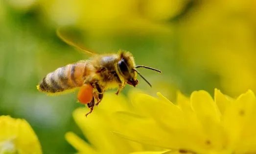 如果蜜蜂第一次分群失败，第二天还会进行分蜂吗？