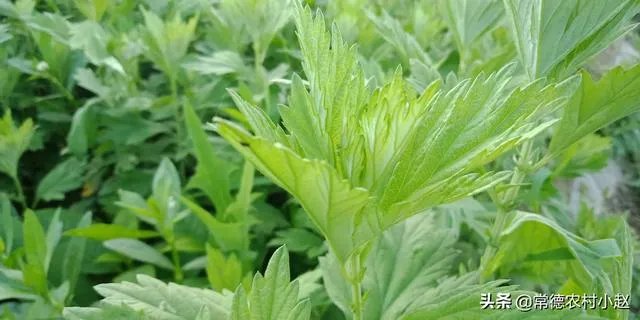 艾草是野生的好还是种植的好?