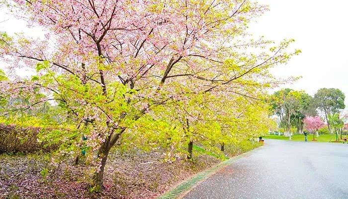 2021顾村公园樱花节时间 2021上海顾村公园樱花节最佳赏花时间