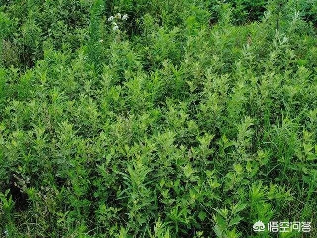 艾草是野生的好还是种植的好?