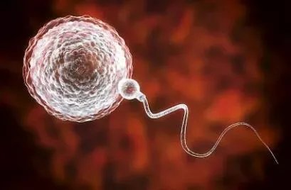 试管移植成功的十个征兆-试管移植成功的症状