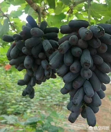 蓝宝石葡萄苗多少钱一棵？