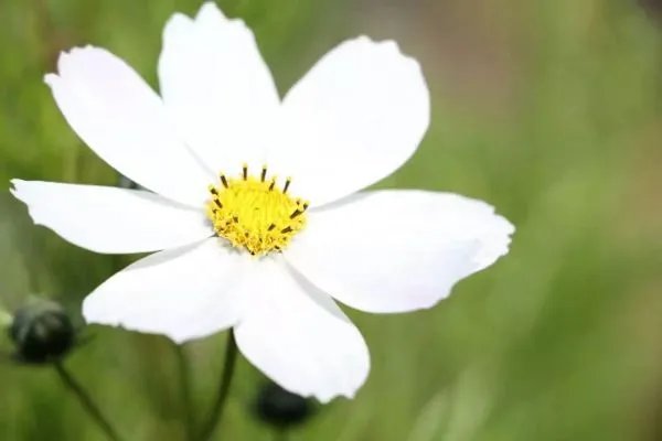 上海中侨职业技术学院是几本？是本科还是专科学校？