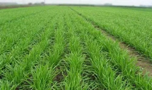 华北迎入汛最强降雨，会不会对当地的收成造成影响呢？