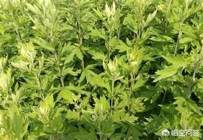 艾草是野生的好还是种植的好?