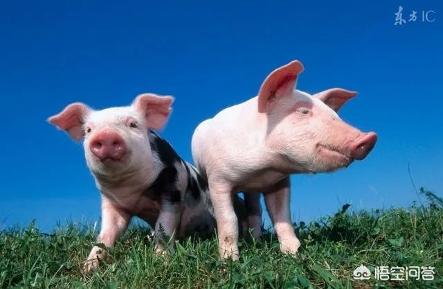 如果猪价降至6元，养殖户的利润是怎样的？