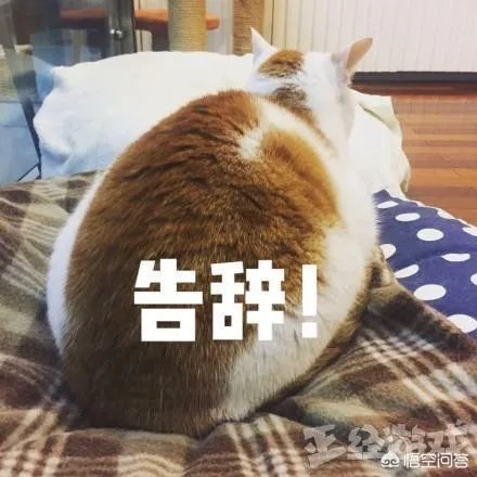 RNG仅有三人录制天天向上，蔡徐坤粉丝发放RNG宣传资料，你怎么看？