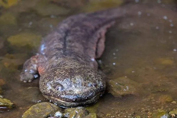 中国濒临灭绝的动物有哪些？它们图片！