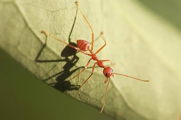 用什么药灭蚂蚁最有用