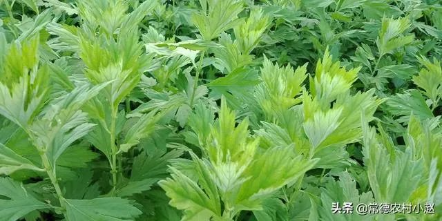 艾草是野生的好还是种植的好?