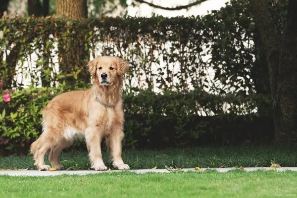 金毛犬还有一个名称叫黄金猎犬，那么金毛是什么犬种呢？