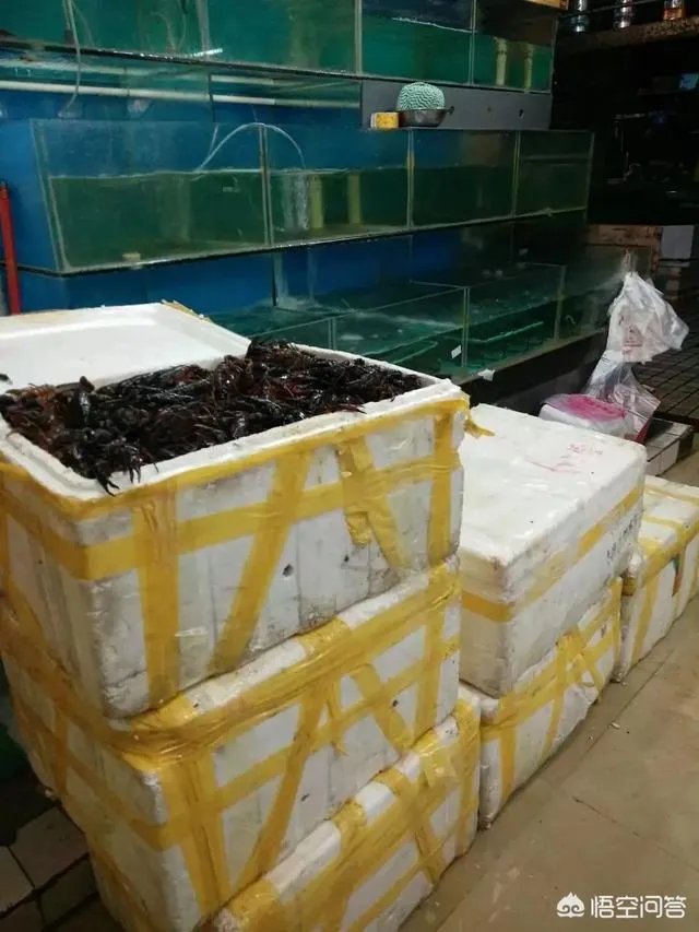 养殖小龙虾每亩投入3000元，亩产300斤算正常吗？该如何养殖？