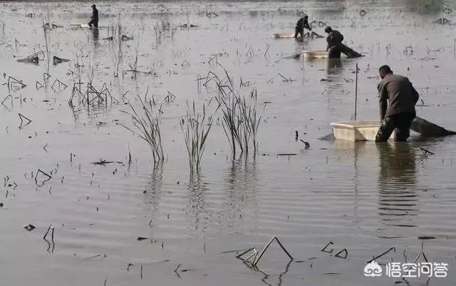 养殖小龙虾每亩投入3000元，亩产300斤算正常吗？该如何养殖？