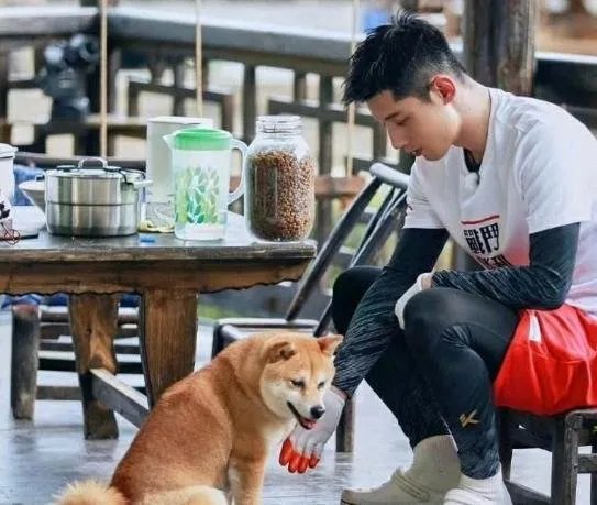 《向往的生活》锅碗瓢盆四条狗，现在过的怎么样了？