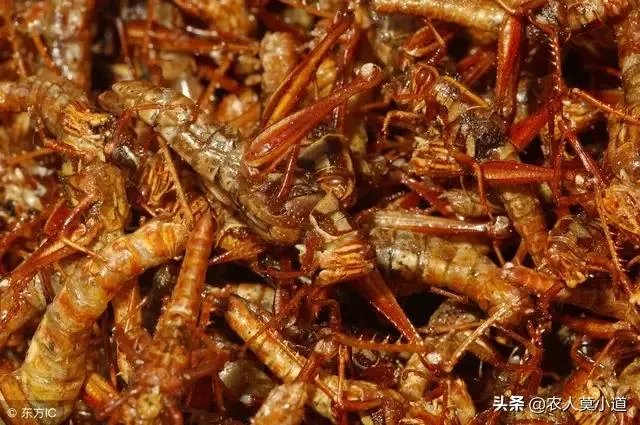 现在看到农村很多大棚饲养蝗虫的，效益咋样？