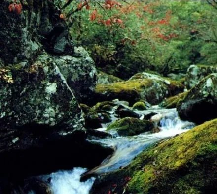 张家界大鲵自然保护区的基本介绍