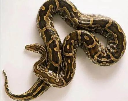 抱着蟒蛇去吃饭会不会吓晕人？