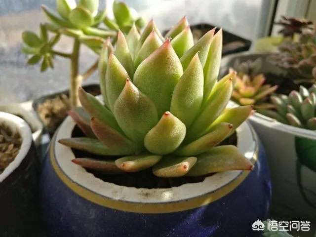 给多肉浇水的秘诀是什么？