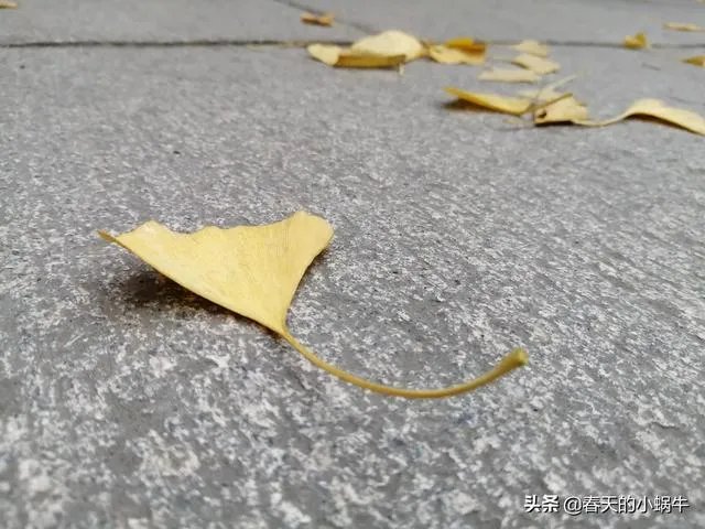 旅游是夫妻二人玩的舒服？还是多个朋友一起旅游更加有趣？